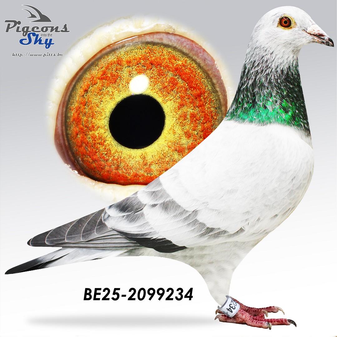 BE25-2099234
