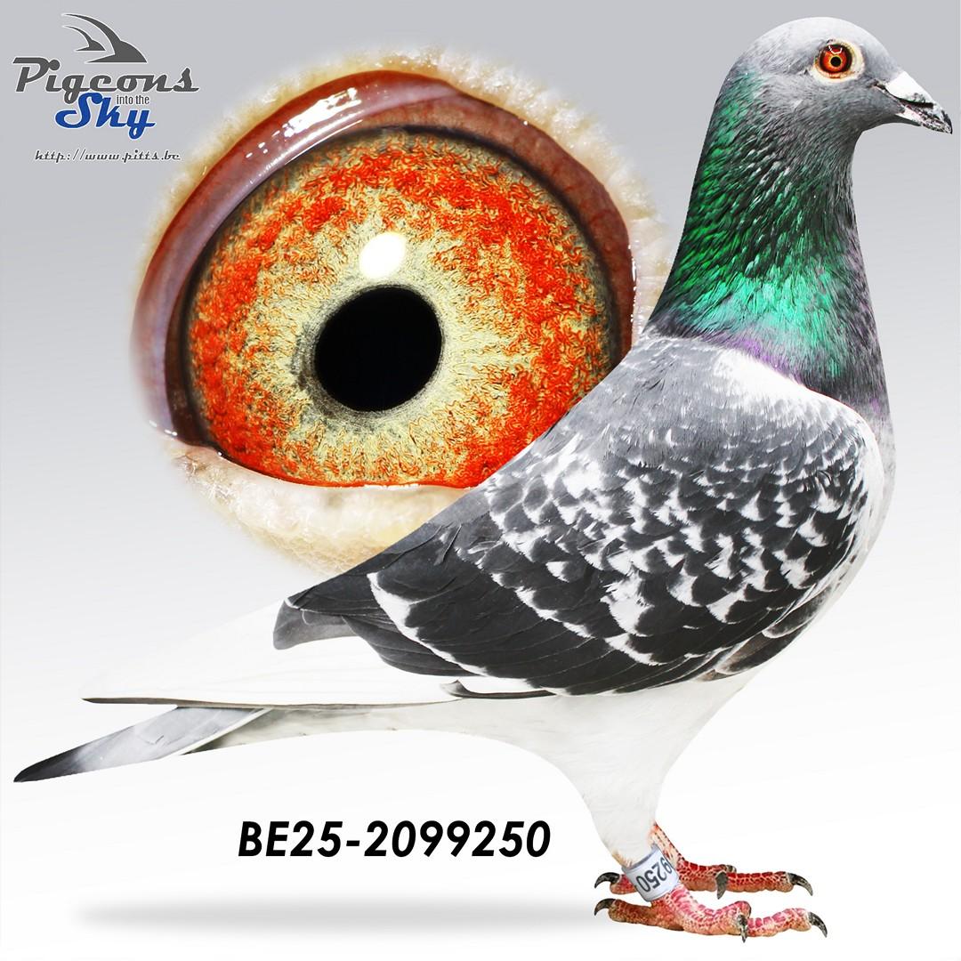 BE25-2099250