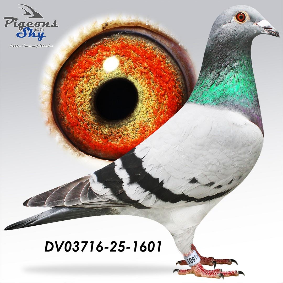 DV03716-25-1601