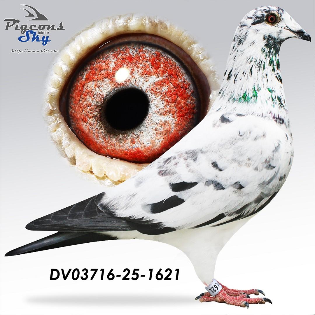 DV03716-25-1621