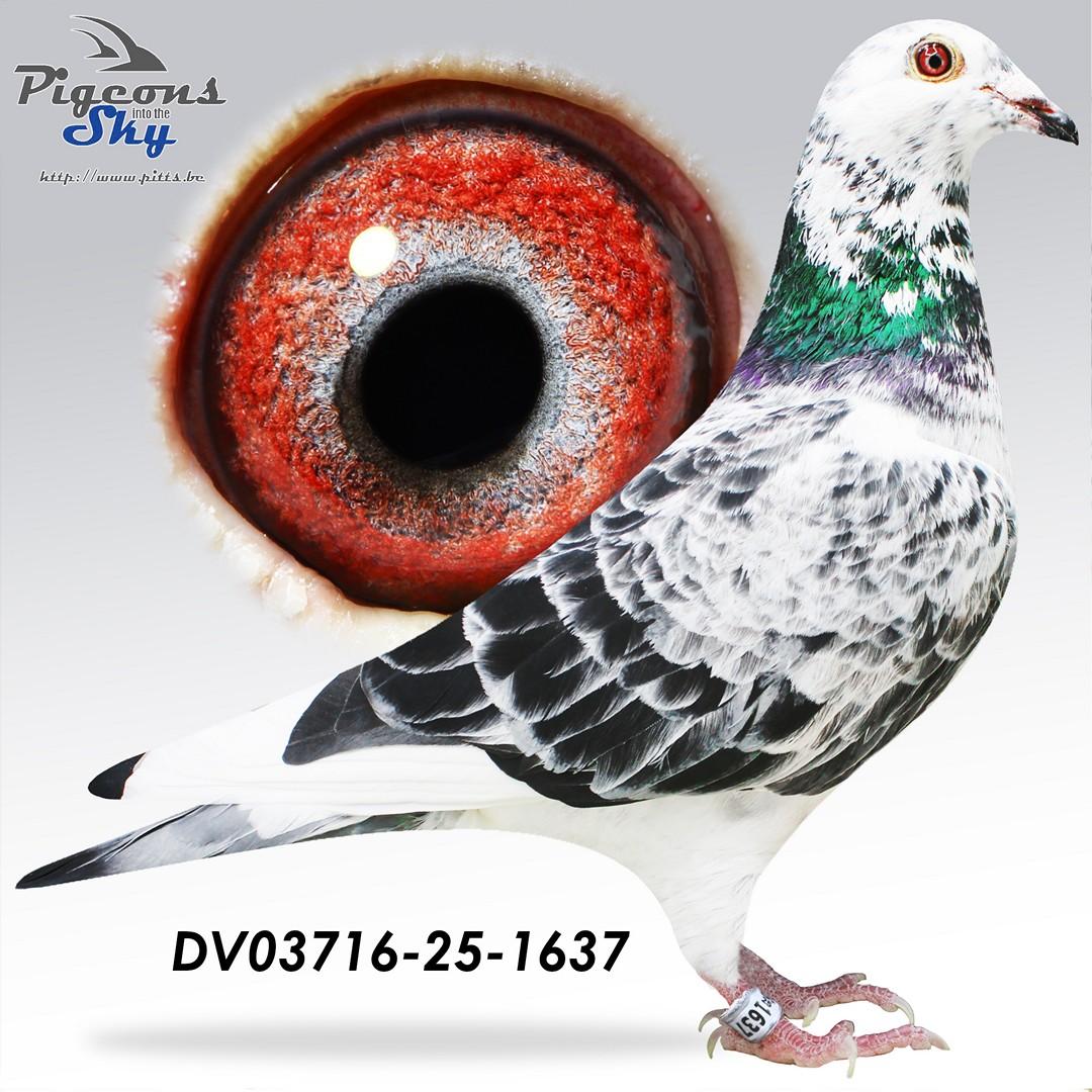 DV03716-25-1637
