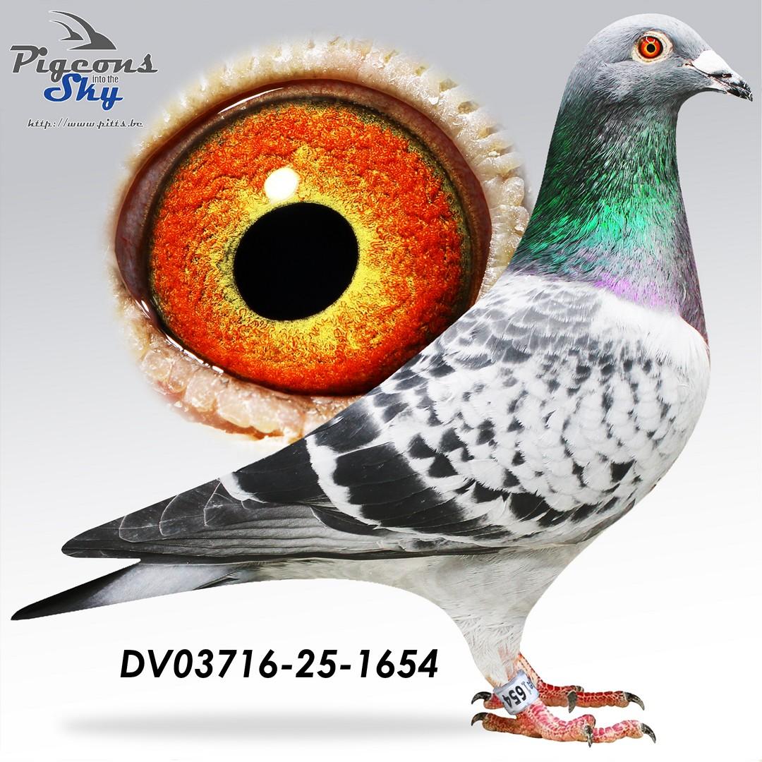DV03716-25-1654