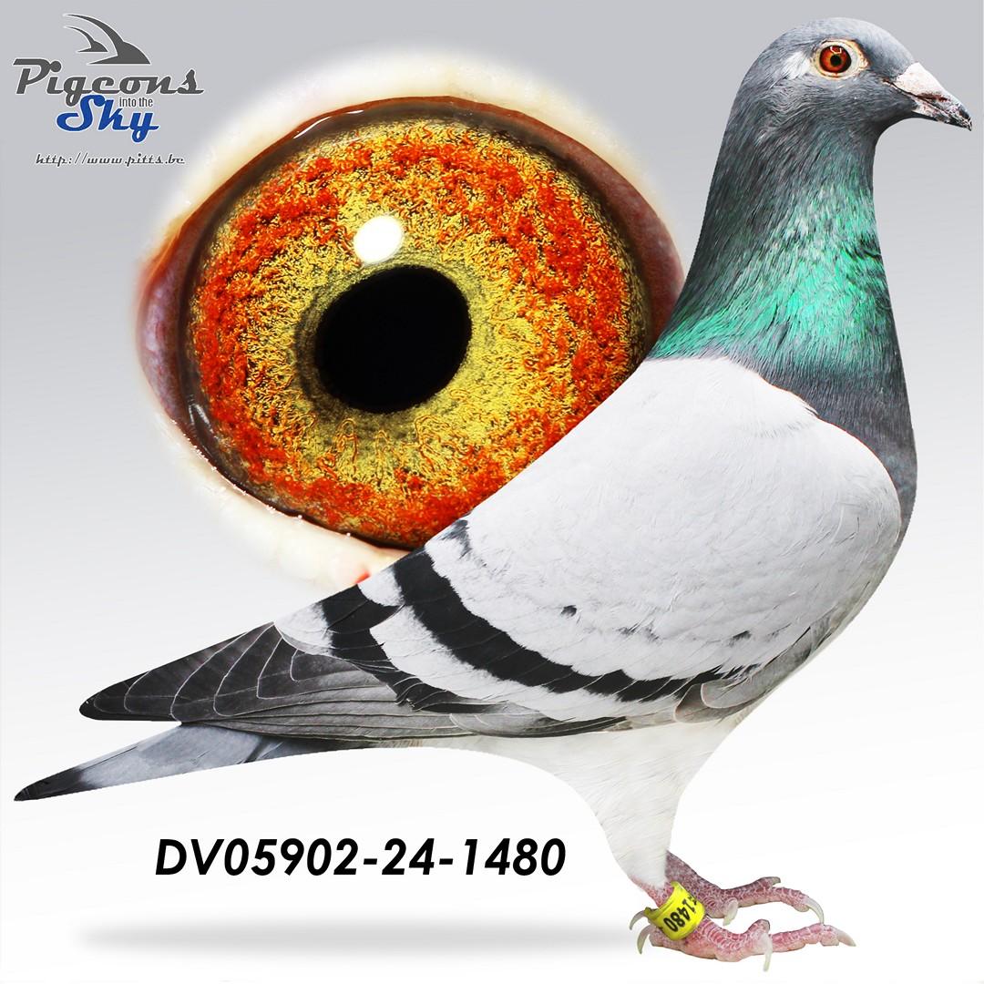 DV05902-24-1480