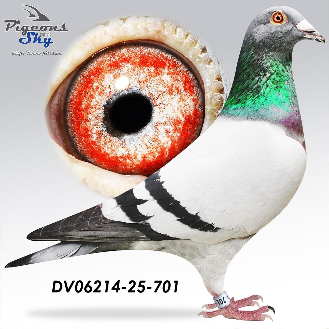 DV06214-25-701