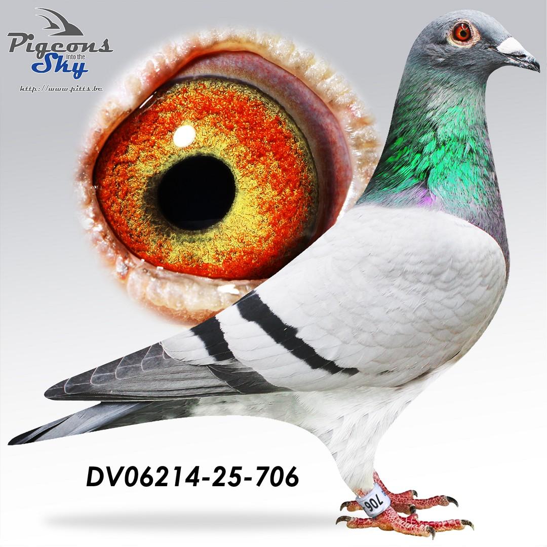 DV06214-25-706