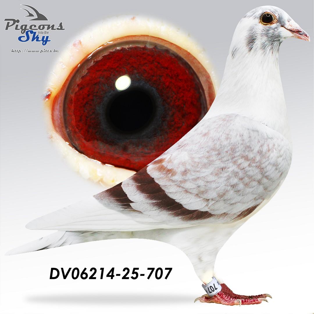 DV06214-25-707