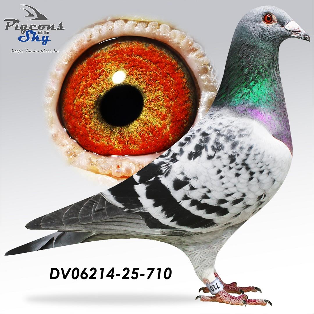 DV06214-25-710