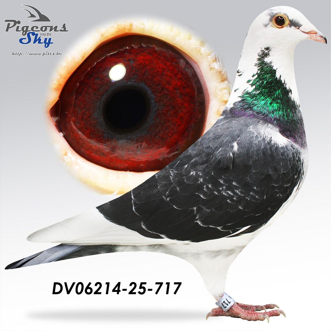 DV06214-25-717