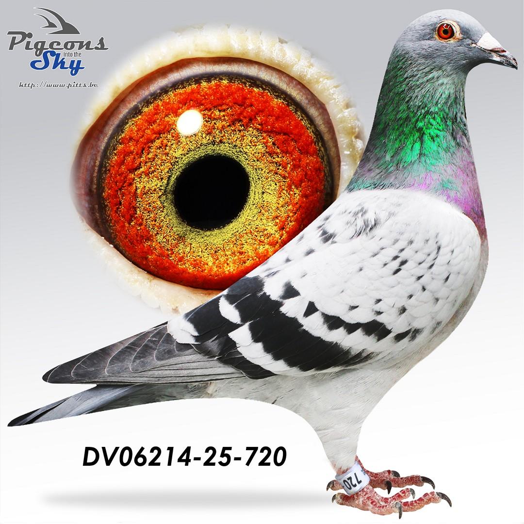 DV06214-25-720