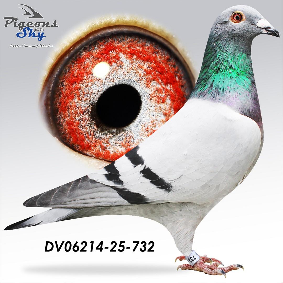 DV06214-25-732