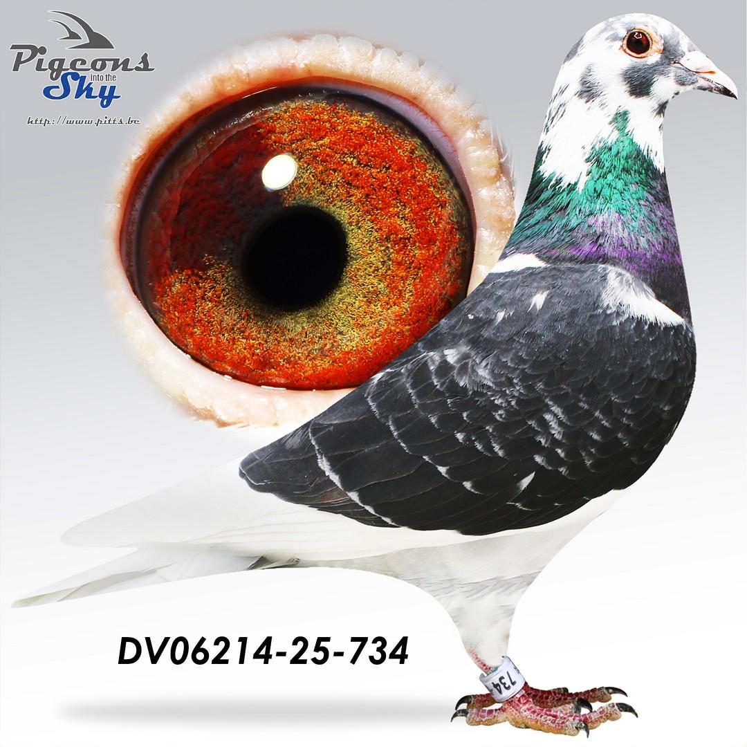 DV06214-25-734