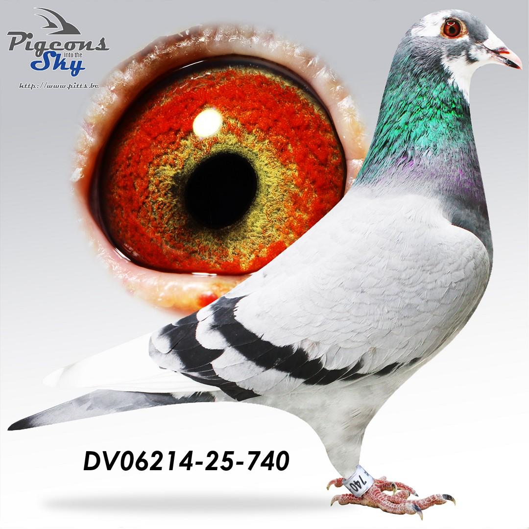 DV06214-25-740