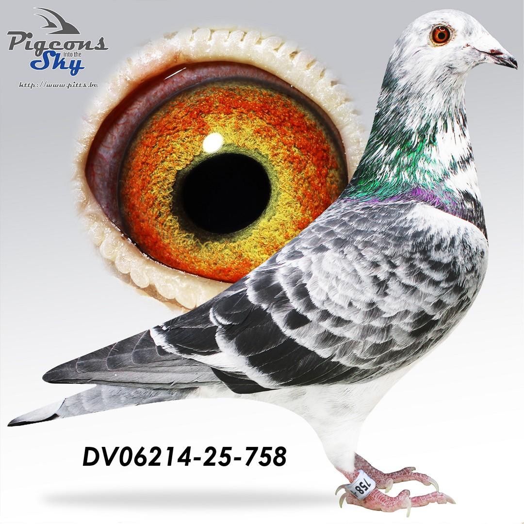DV06214-25-758
