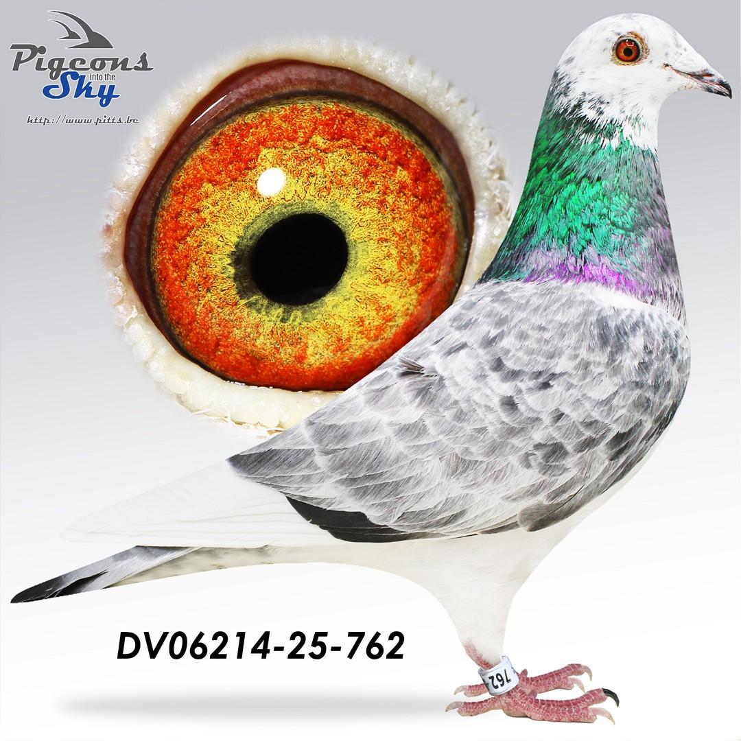 DV06214-25-762