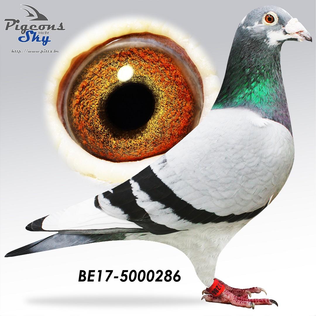 BE17-5000286
