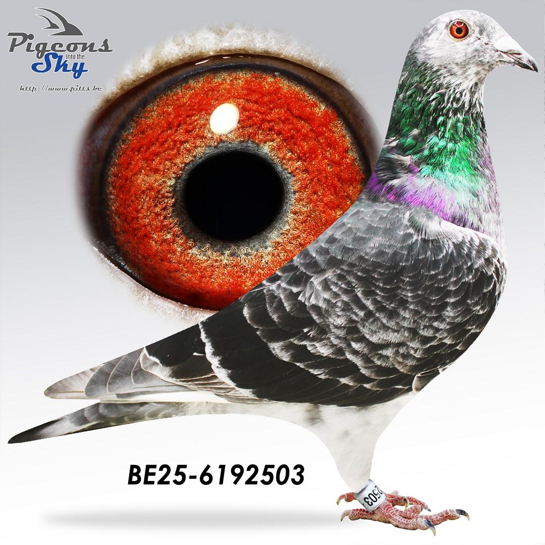 BE25-6192503