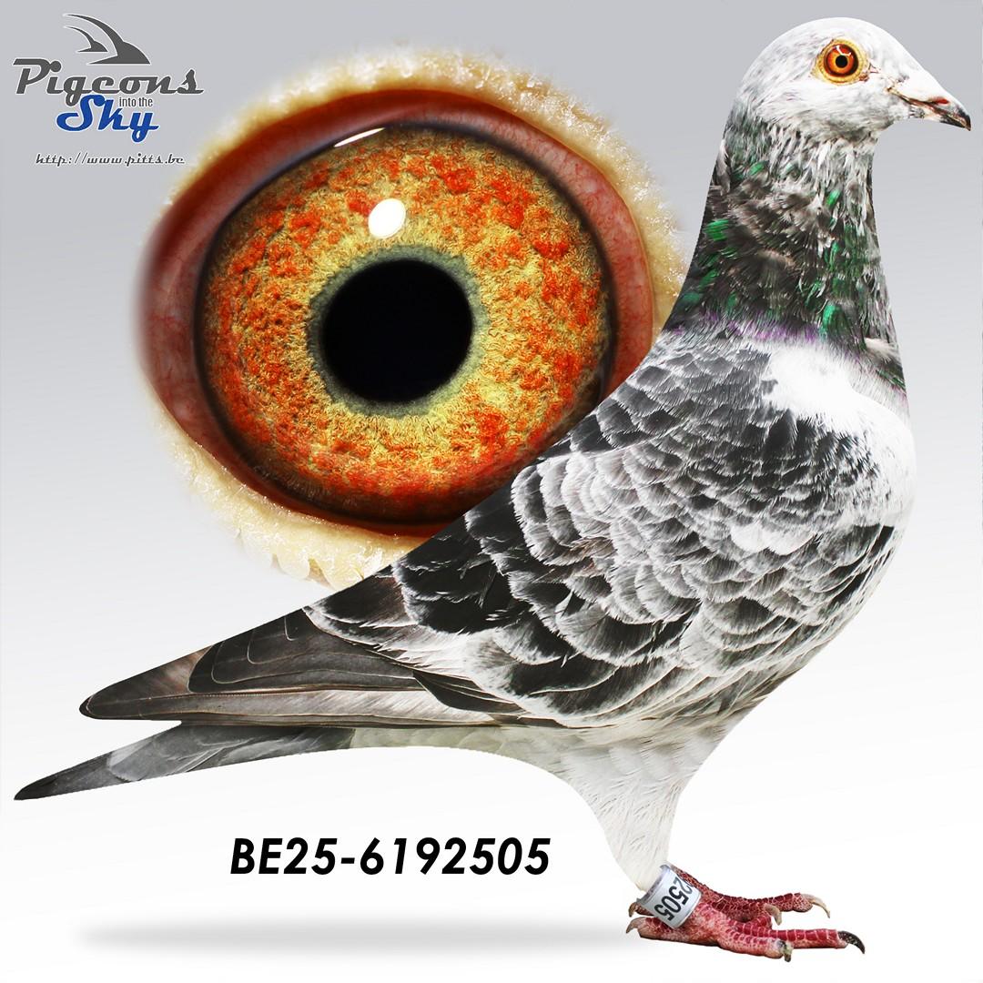 BE25-6192505