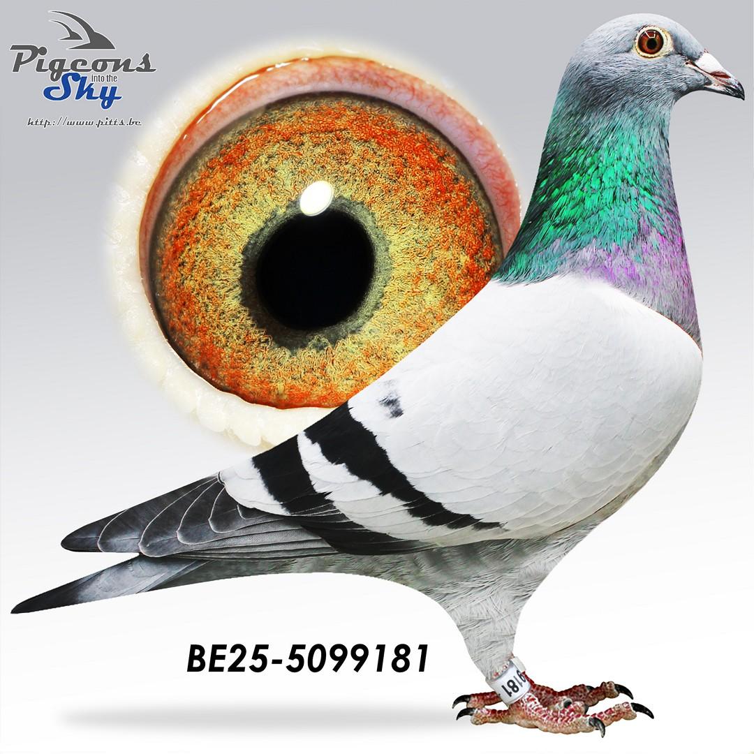 BE25-5099181