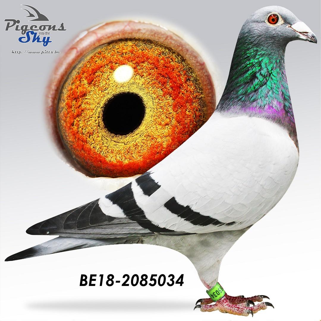 BE18-2085034
