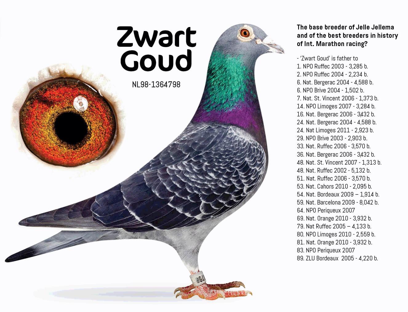 ZWART GOUD  NL98-1364798