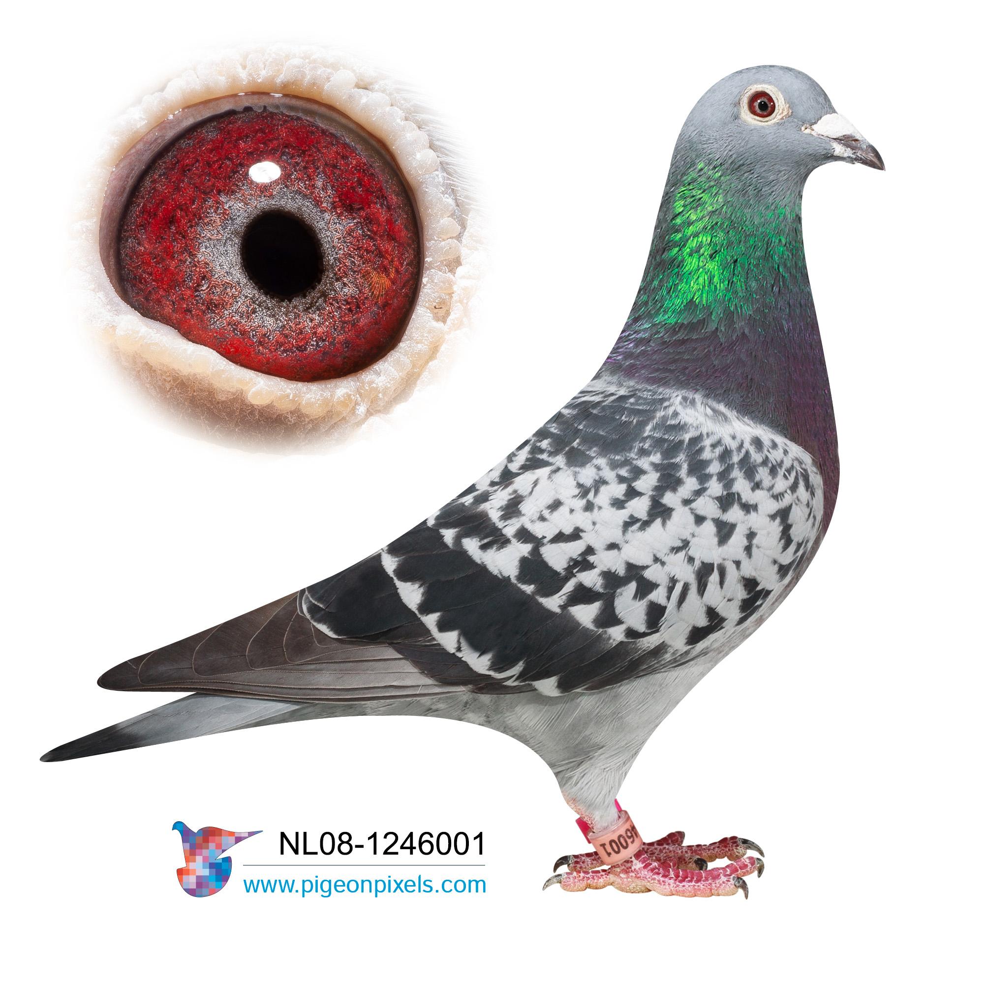 MOTHER EARTH NL08-1246001