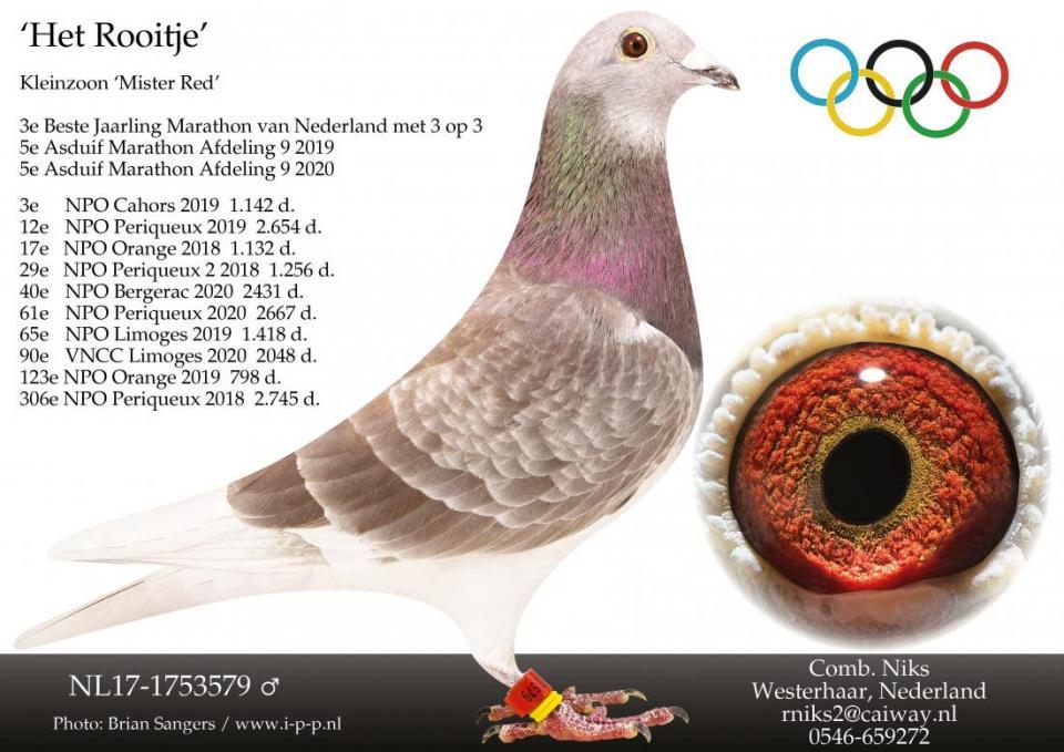 foto duif 17-1753579 Olympic Red