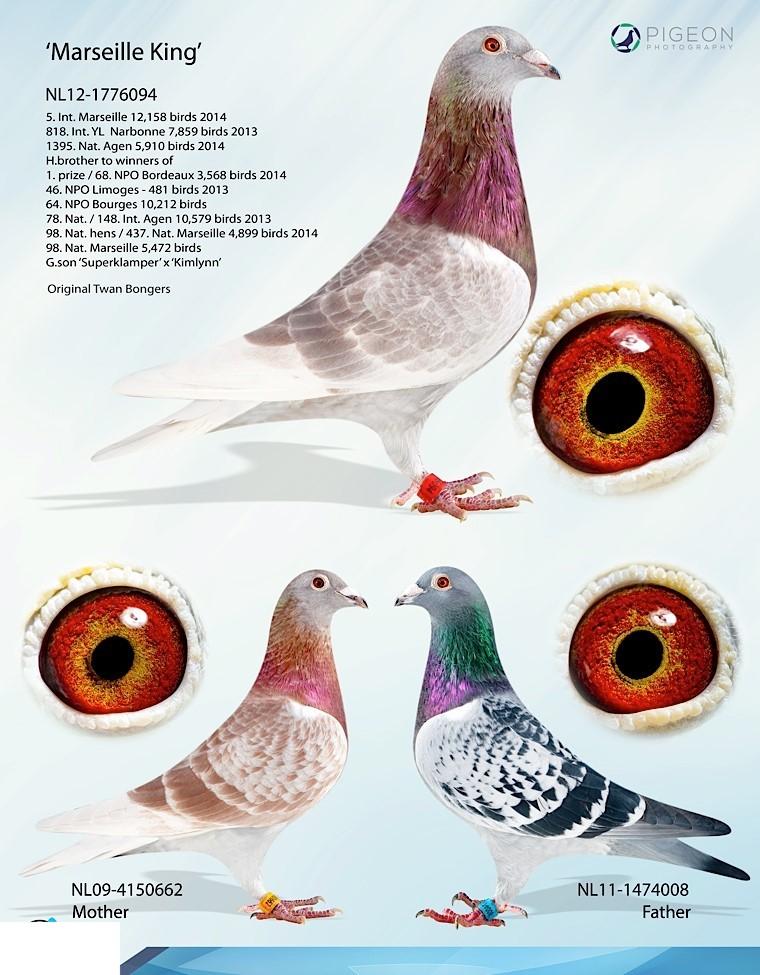 Marseille King 12-1776094 geen logo