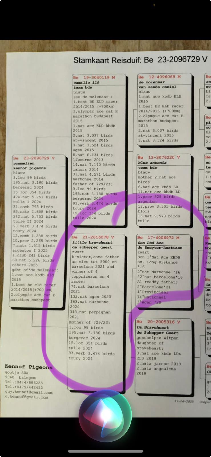 de schepper geert resultaatpedegree kennof