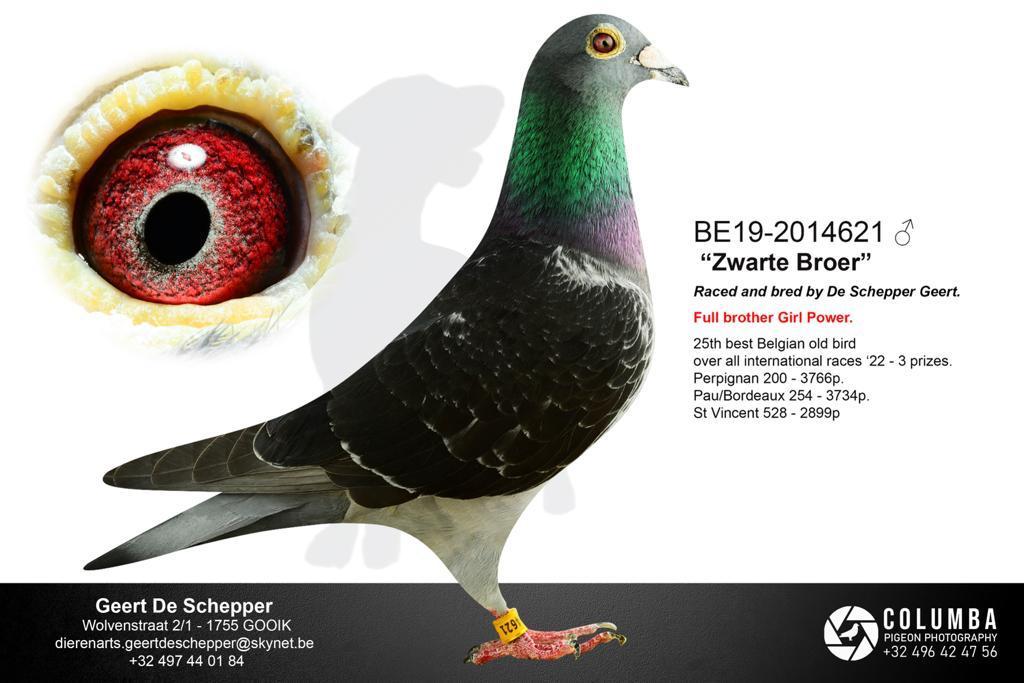 de schepper geert foto zwarte broer