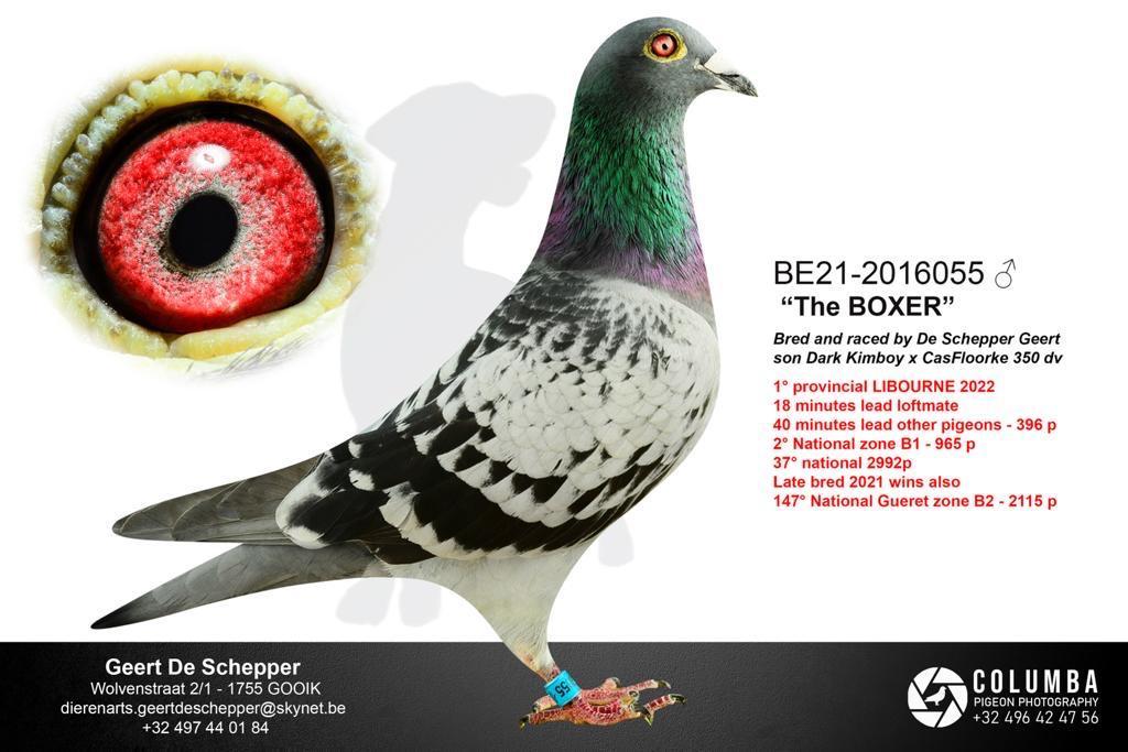 de schepper geert foto the boxer