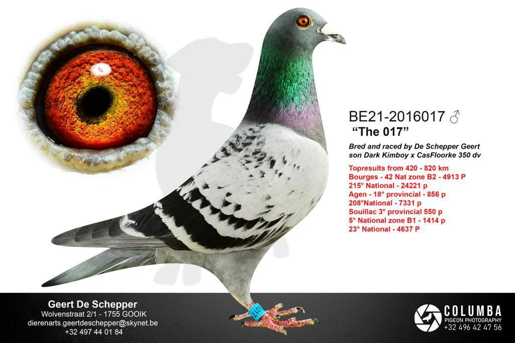 de schepper geert foto the 017