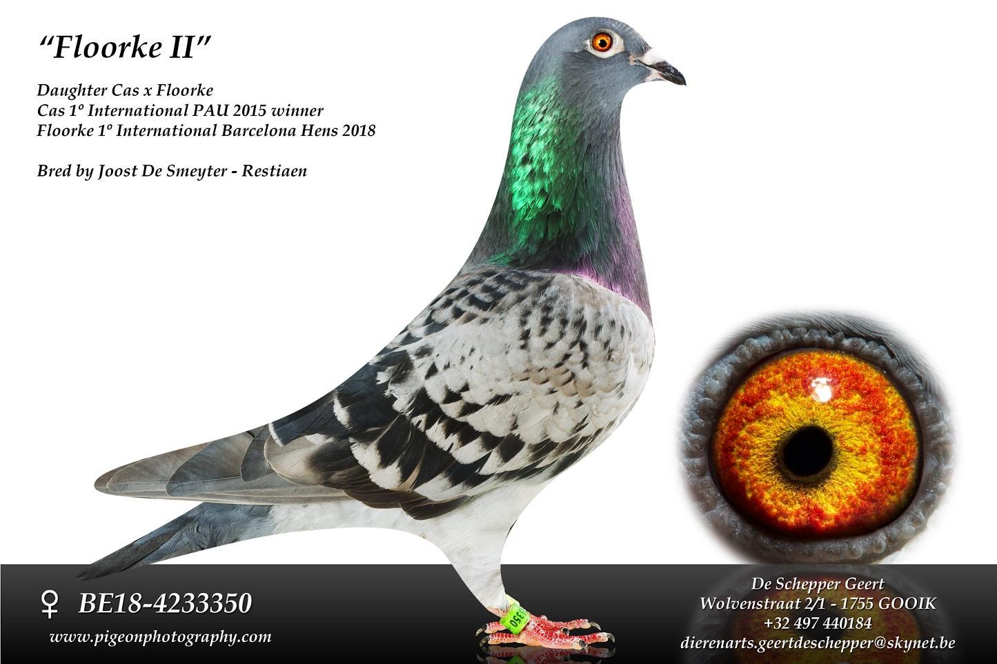 de schepper geert foto floorke II