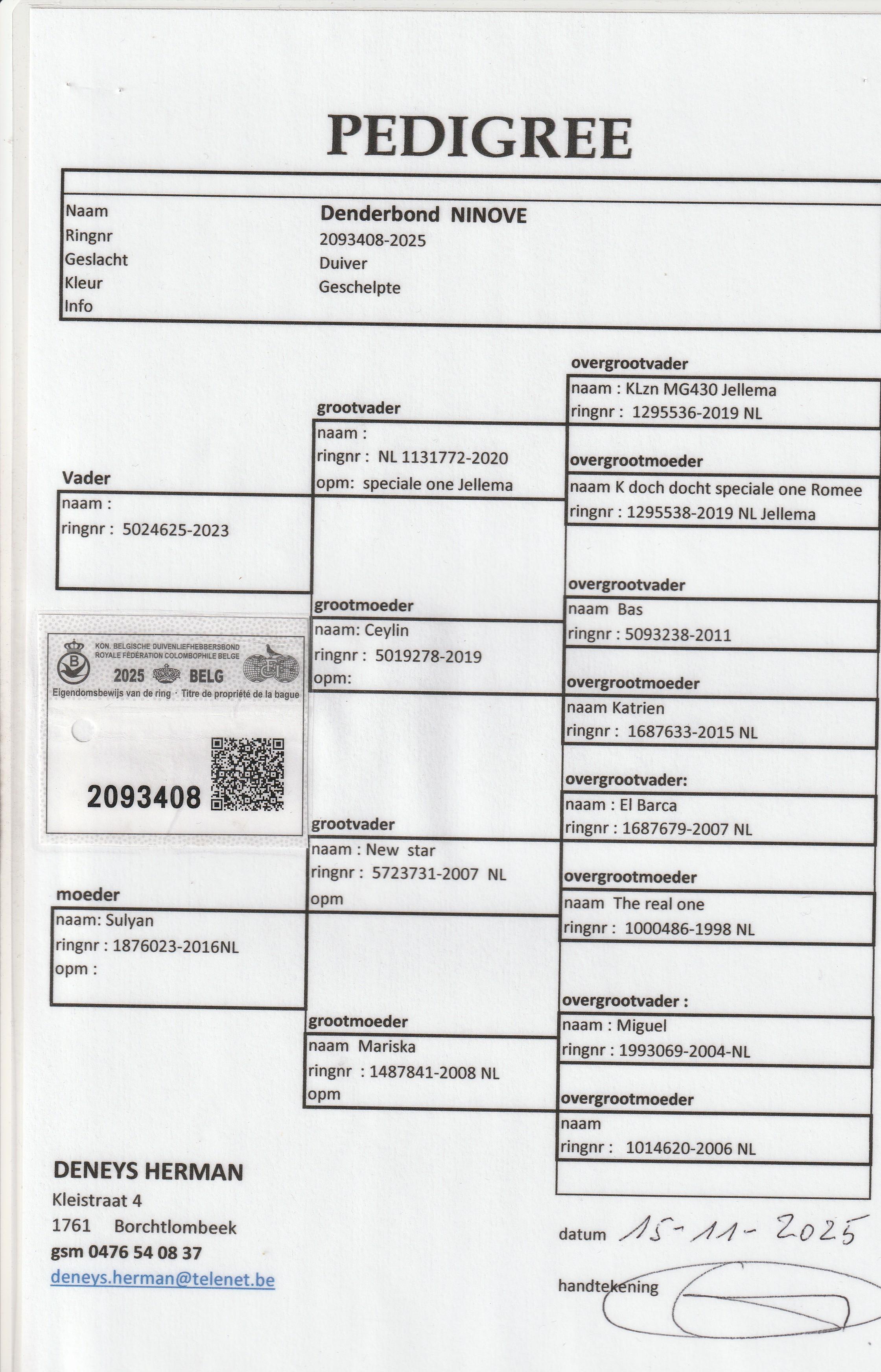 deneys herman pedegree jong 2025