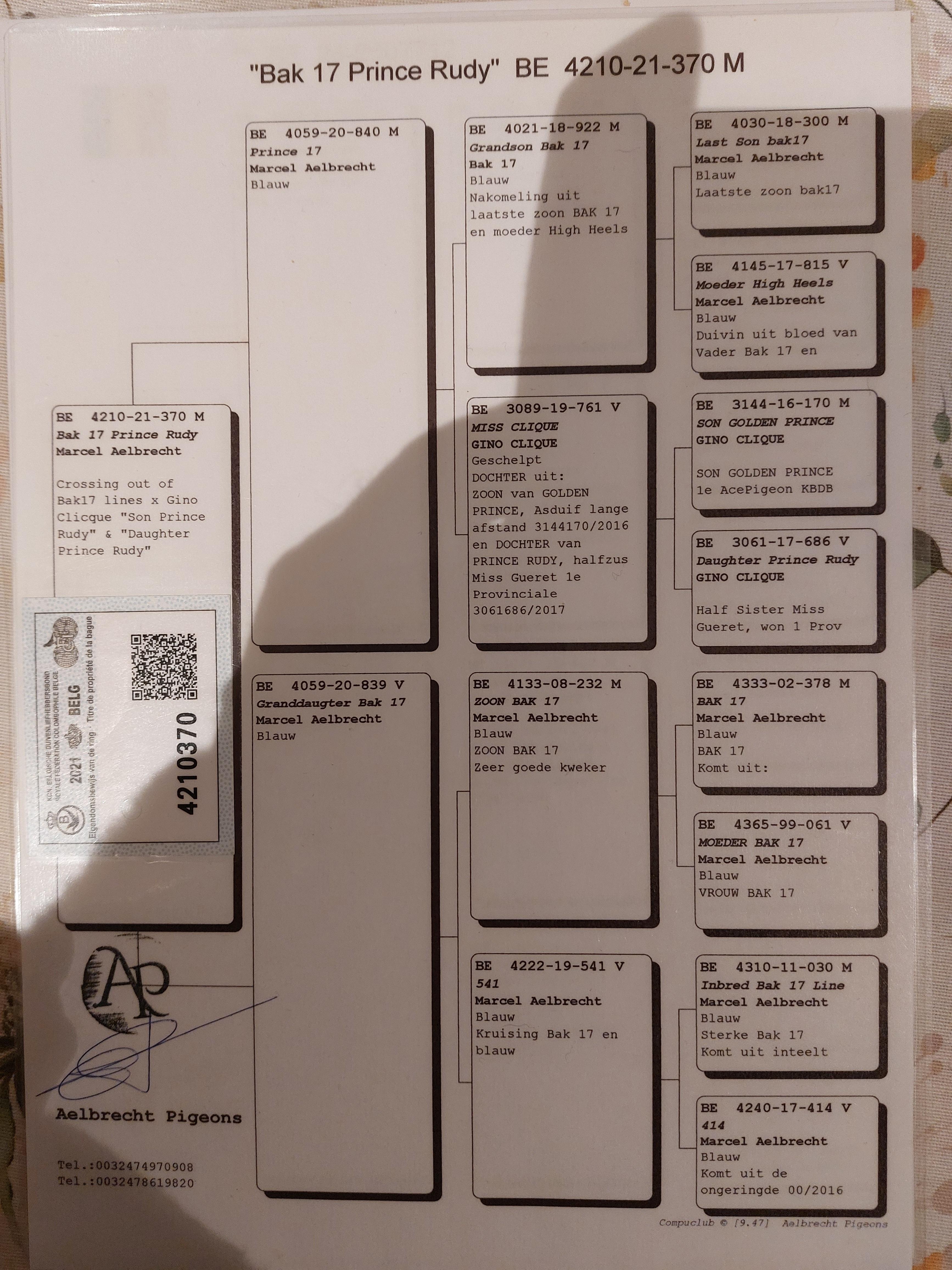 aelbrecht pigeons pedegree