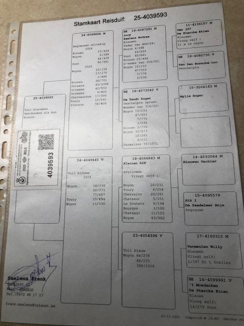 saelens frank pedegree