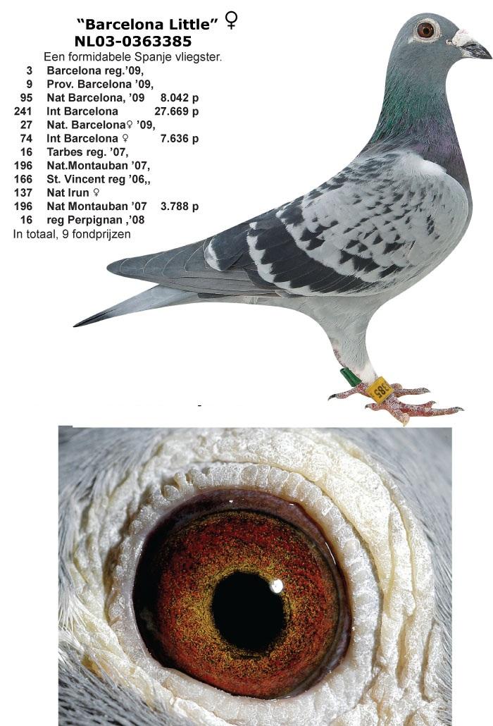 foto duif 03-0363385 Barcelona Little