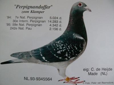foto duif perpignandoffer C de Heijde