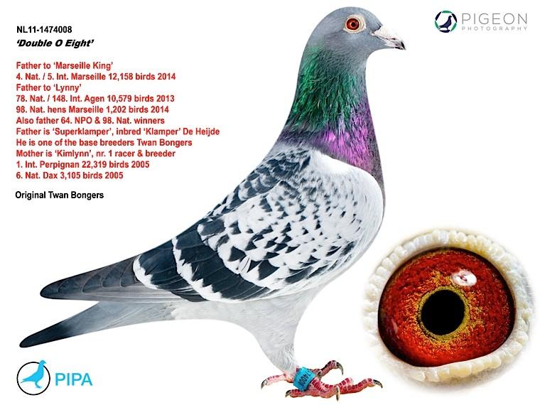 foto duif 11-1474008