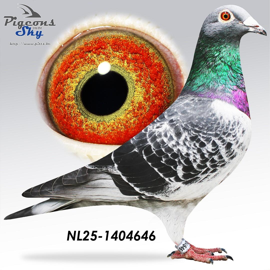 NL25-1404646