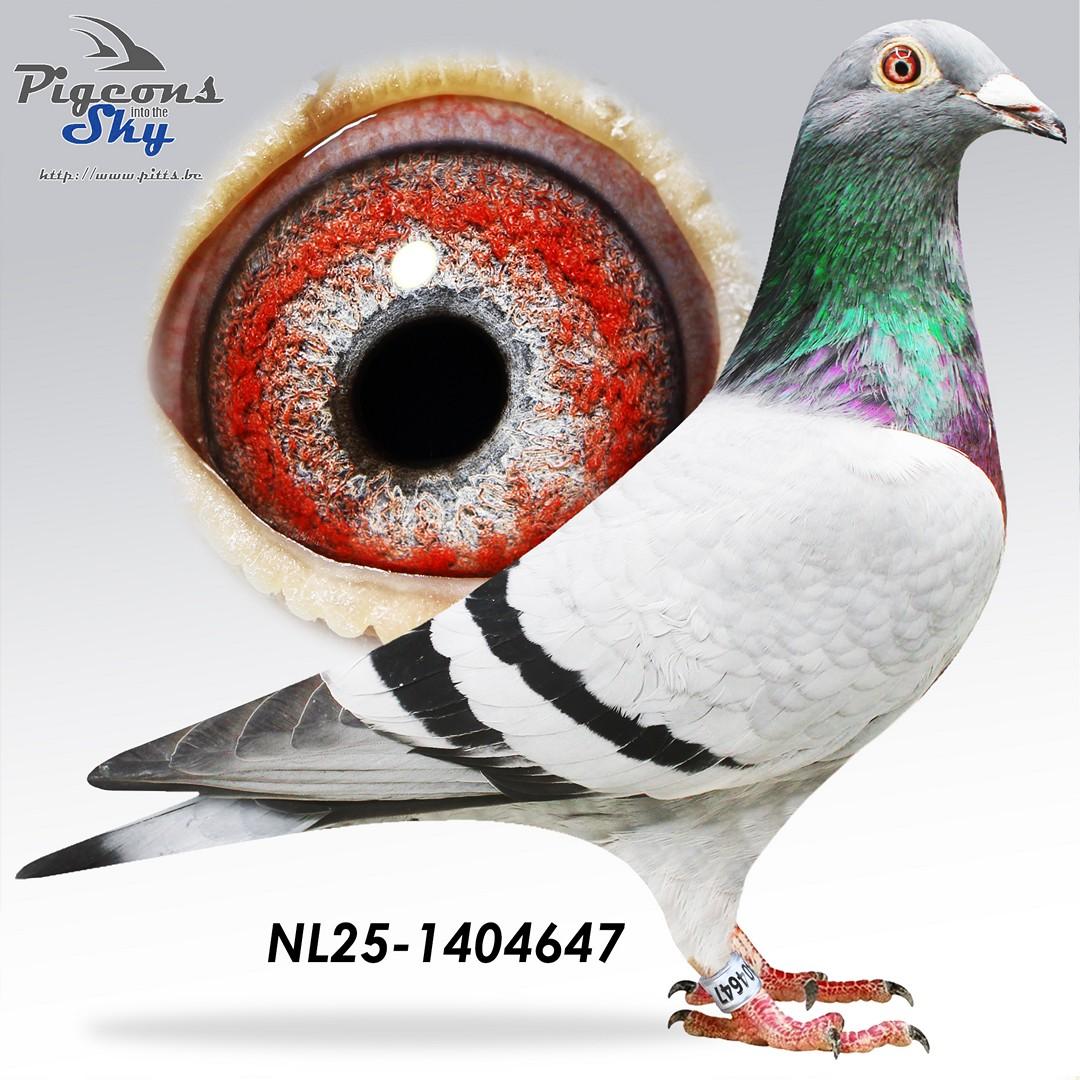 NL25-1404647