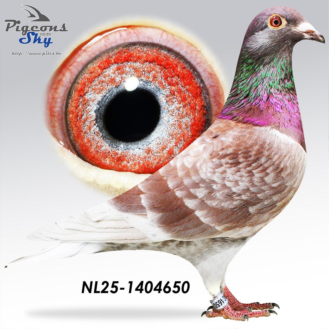 NL25-1404650