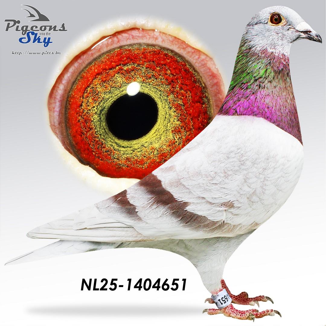 NL25-1404651