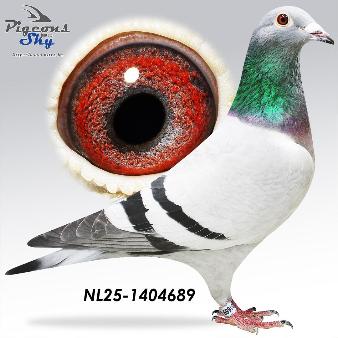 NL25-1404689