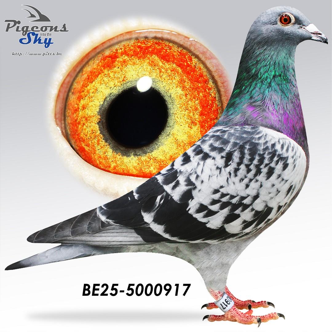 BE25-5000917
