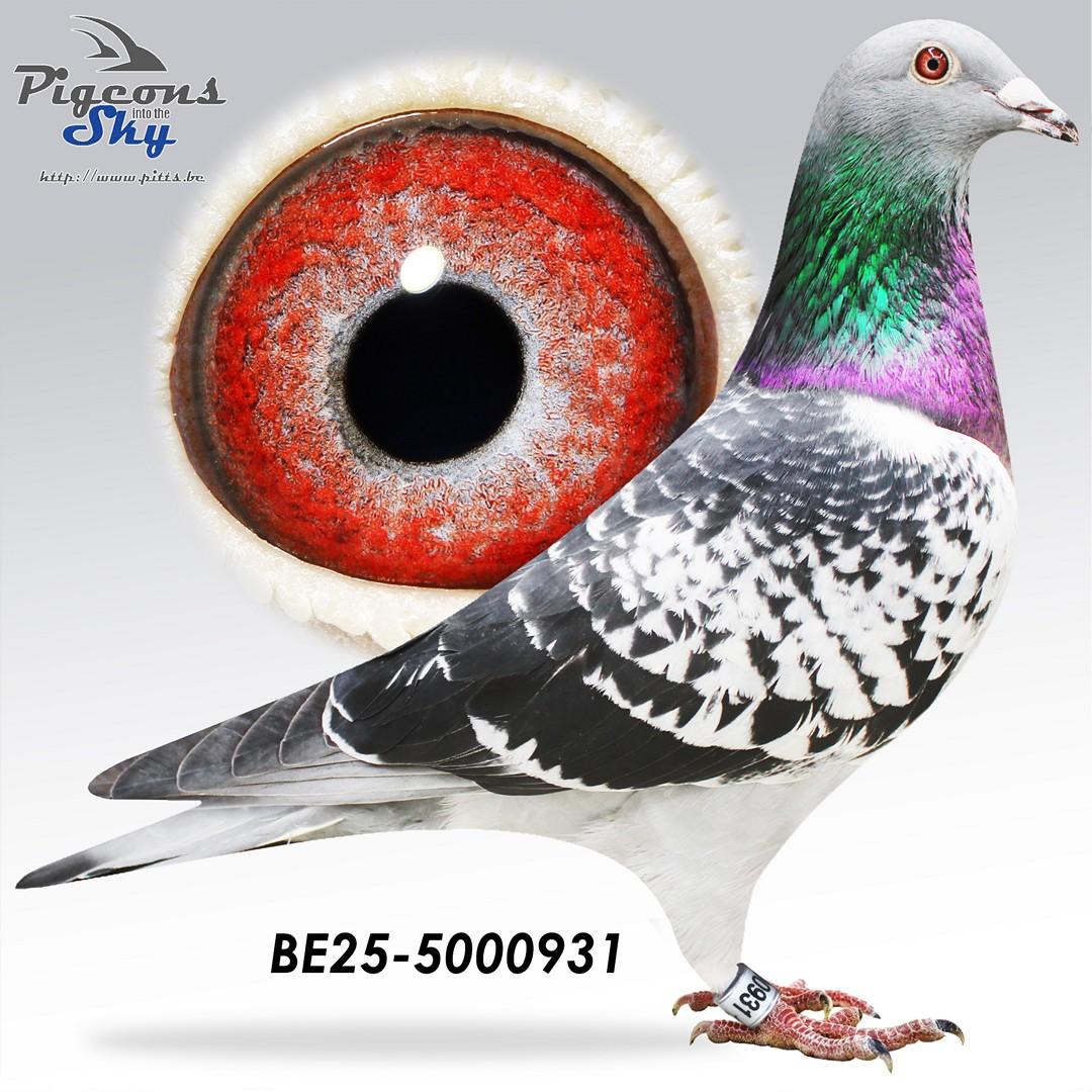 BE25-5000931