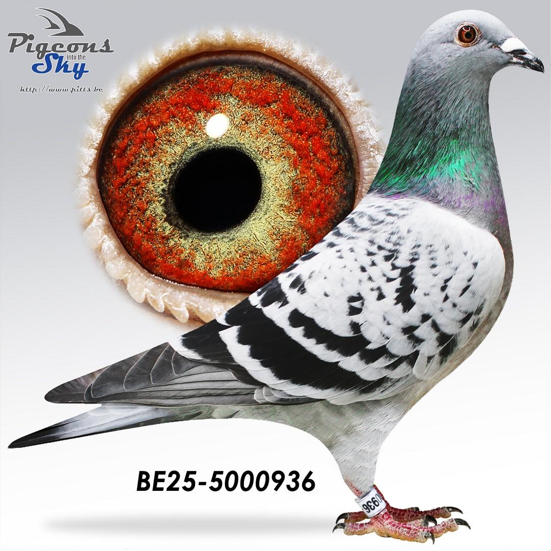 BE25-5000936