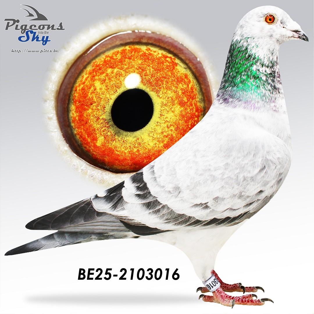 BE25-2103016