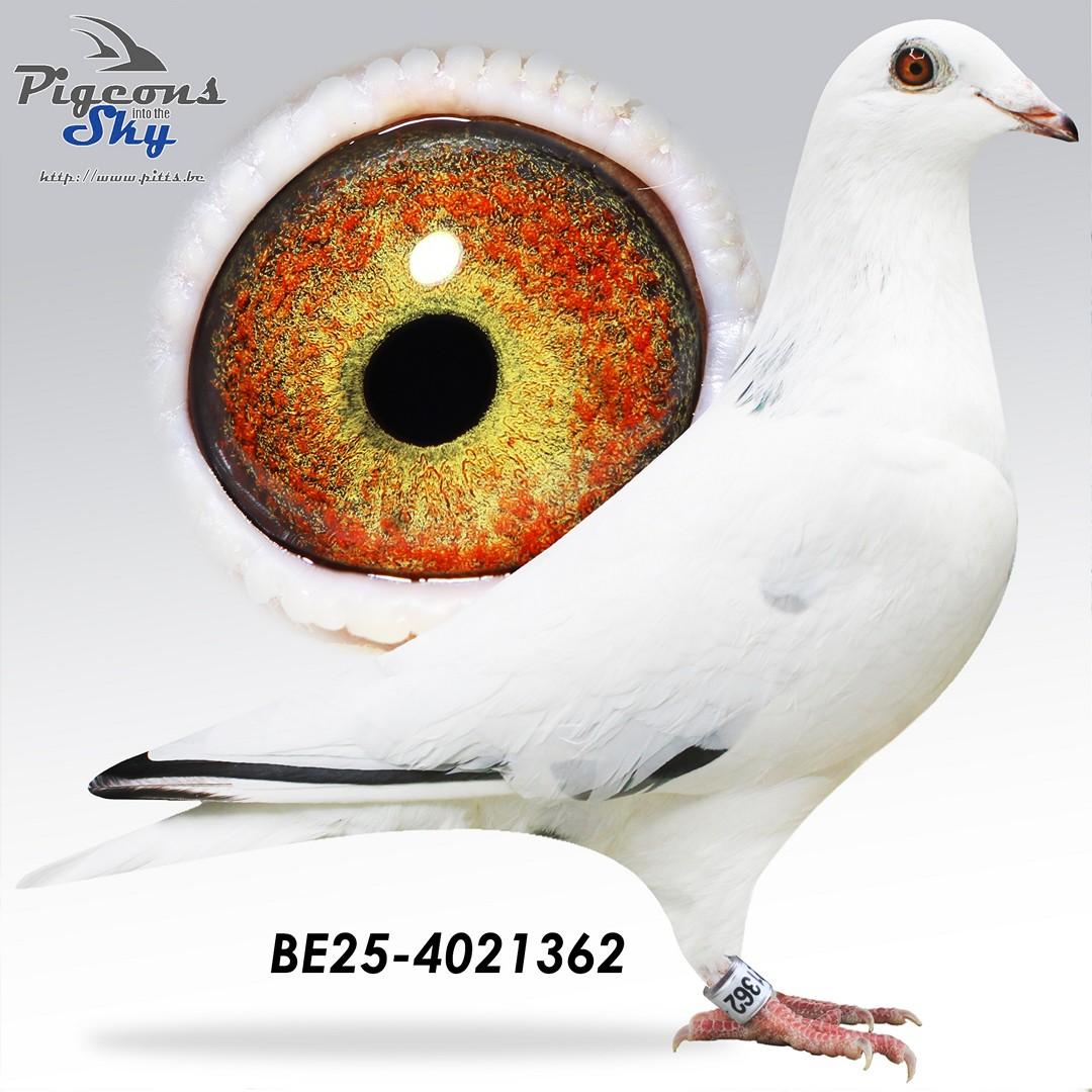 BE25-4021362
