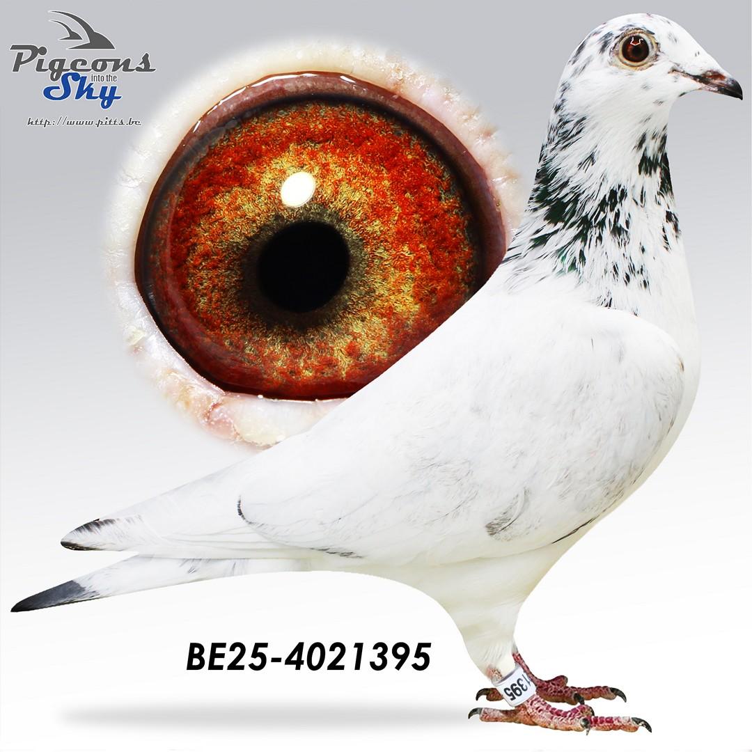 BE25-4021395
