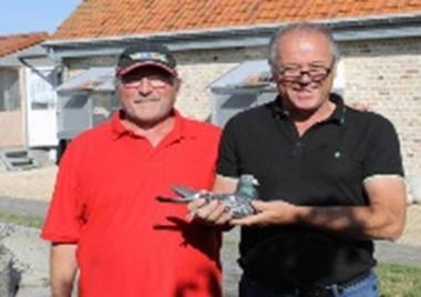 DESPLENTER MARC Kortemark - jaarduif 